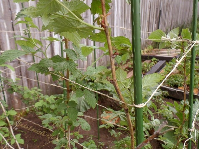 DIY Raspberry Trellis Support System for Gardening #MiracleGroProject 