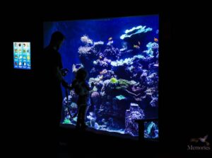 Top 10 tips for visiting the Loveland Living Planet Aquarium A Family Guide
