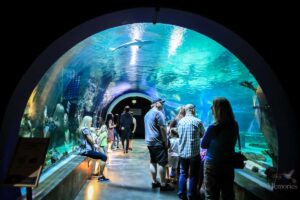 Top 10 tips for visiting the Loveland Living Planet Aquarium A Family Guide